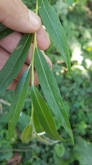 Salix × sepulcralis