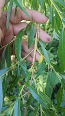 Salix × sepulcralis