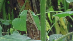 Morpho helenor peleides