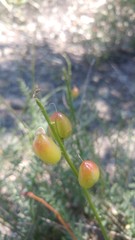 Astragalus reventiformis