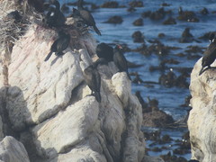 Phalacrocorax neglectus