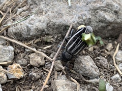 Dorcadion fuliginator