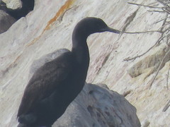 Phalacrocorax neglectus