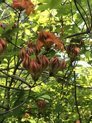 Rhododendron calendulaceum