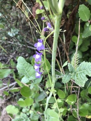 Sairocarpus nuttallianus