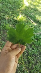 Acer platanoides