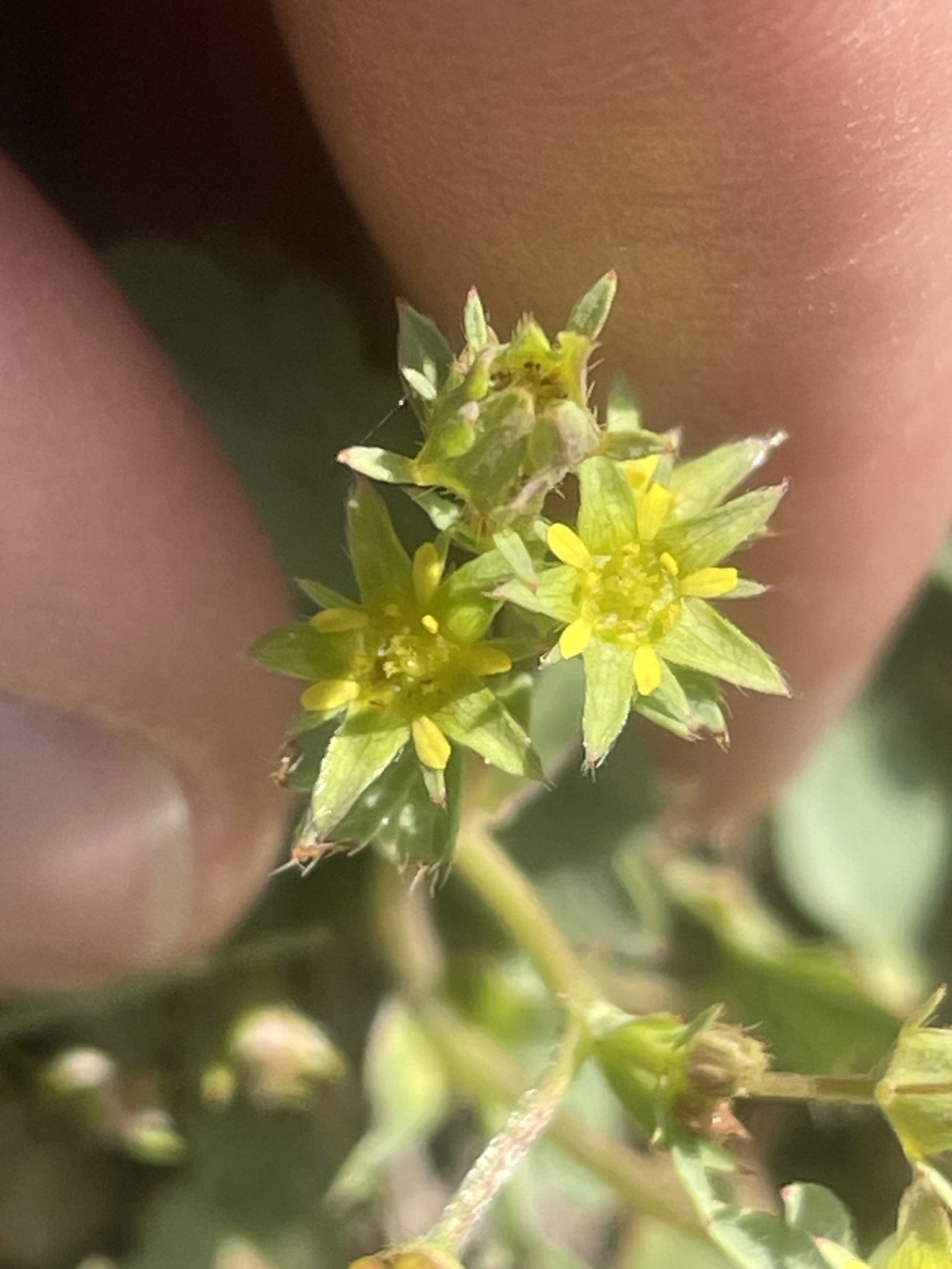Sibbaldia procumbens