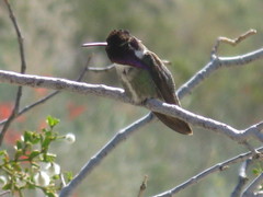 Calypte costae
