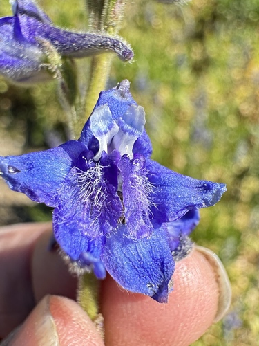 Image of Delphinium multiplex by no rights reserved