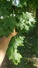 Acer platanoides
