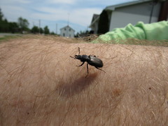 Platycerus depressus
