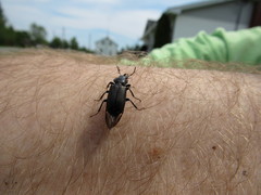 Platycerus depressus