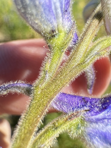 Image of Delphinium multiplex by no rights reserved