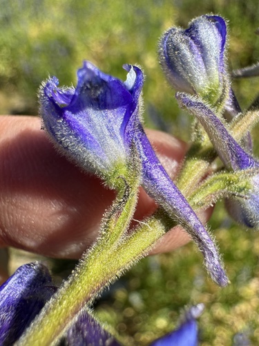 Image of Delphinium multiplex by no rights reserved