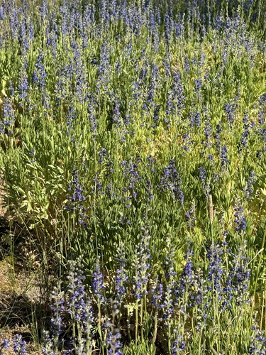 Image of Delphinium multiplex by no rights reserved