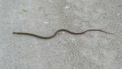 Ophisaurus attenuatus