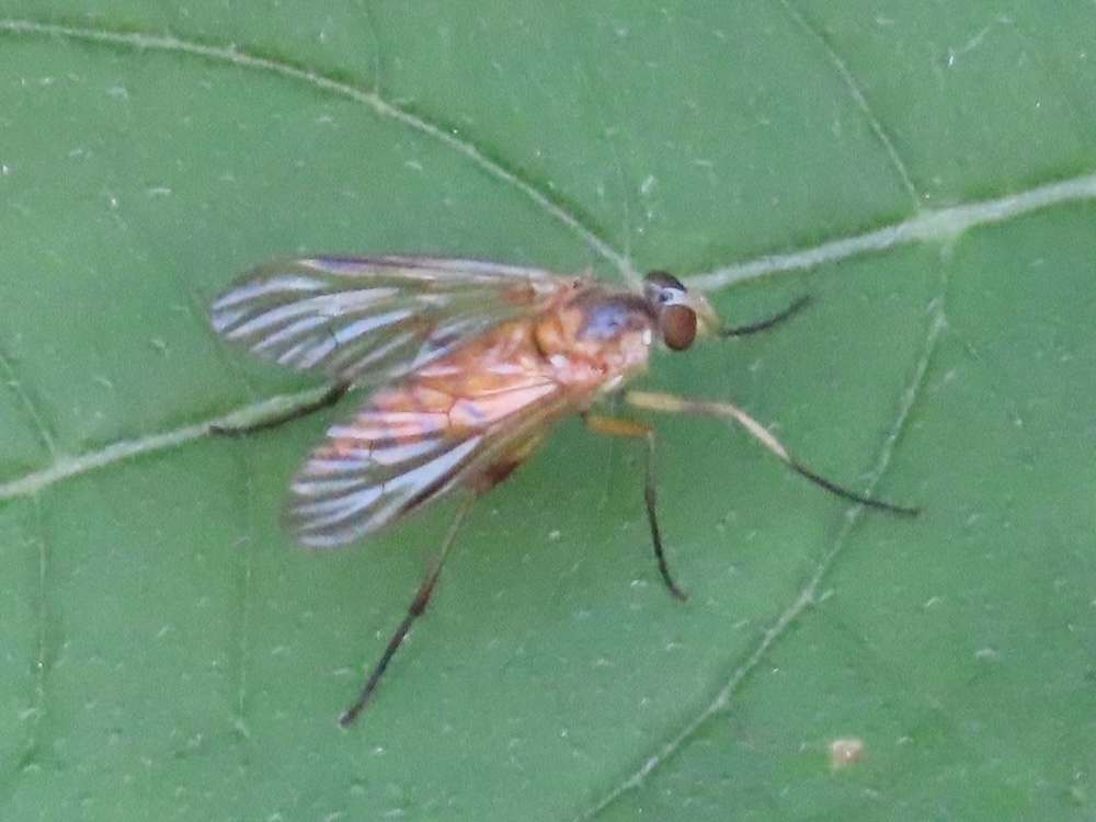 Rhagio terminalis