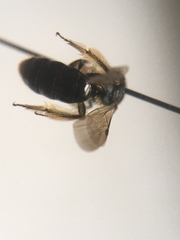 Andrena integra