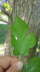 Morus alba