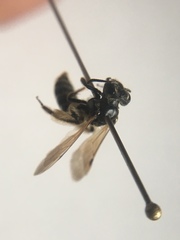 Andrena integra