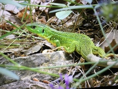 Lacerta trilineata