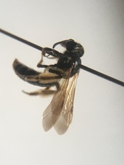 Andrena integra