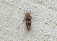 Eucopina tocullionana