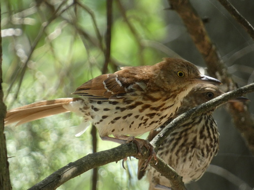 Brown Thrasher