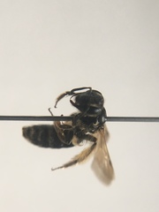Andrena integra