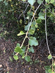 Fremontodendron californicum