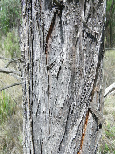 Image of Acacia cheelii by (c) Lachlan Copeland, some rights reserved (CC BY-SA)