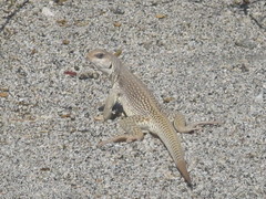 Dipsosaurus dorsalis