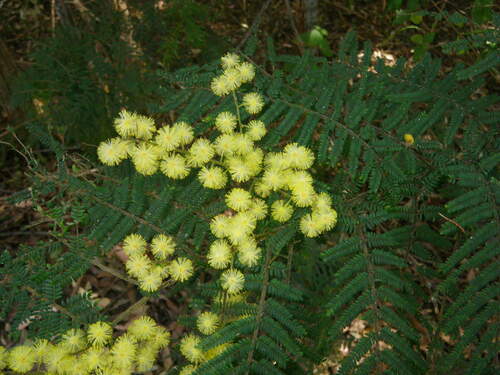 Newry Golden Wattle (Acacia chrysotricha)
