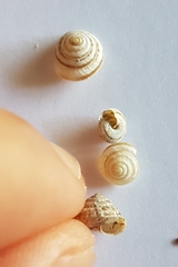 Trochoidea trochoides