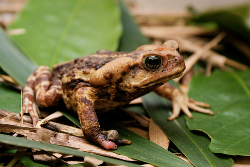 Rhinella icterica