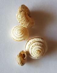 Trochoidea trochoides