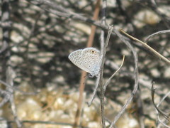Hemiargus ceraunus