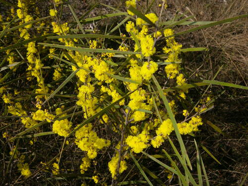 Dawson's Wattle (Acacia dawsonii)
