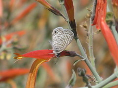 Leptotes marina