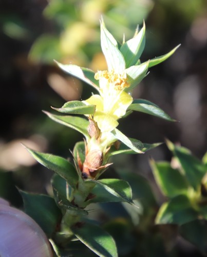 Image of Cliffortia theodori by (c) Tony Rebelo, some rights reserved (CC BY-SA)