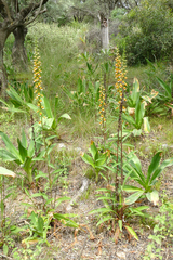 Digitalis laevigata graeca