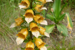 Digitalis laevigata graeca