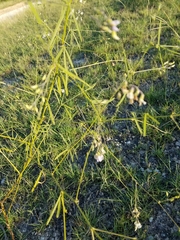 Pediomelum linearifolium