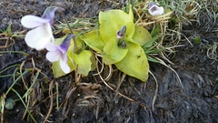 Pinguicula corsica