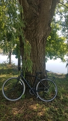 Salix × sepulcralis