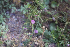 Sidalcea sparsifolia
