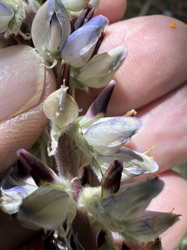 Image of Lupinus pratensis by (c) Steve Matson, some rights reserved (CC BY)