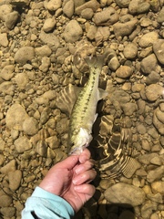 Micropterus treculii