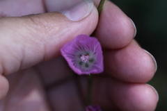 Sidalcea sparsifolia