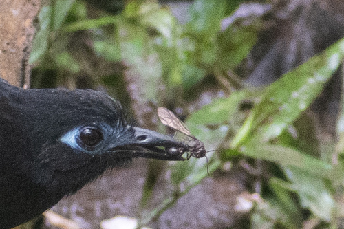 Eciton uncinatum